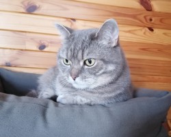  - 1. foto