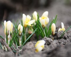 pavasaris