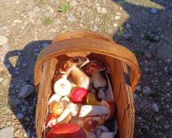 BEKAS, BEKAS!🍄‍🟫🍄‍🟫