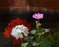 pelargoniju sarunas