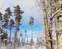 Reiz bija skaista ziema - 2. foto