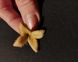 doles pils rieksti