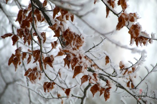 Lapas p�d�j�s.