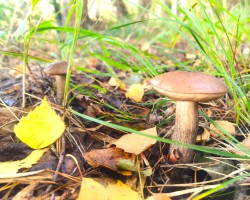  - 3. foto
