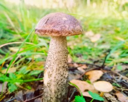  - 2. foto