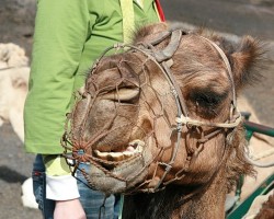 Eto camel - jevo kuri nado :)