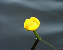 dazhas vasara bildiic - 1. foto