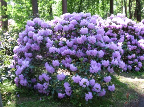 <span class="f15 lh1p5">Rododendrs</span>