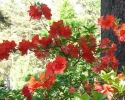 Rododendri - 1. foto
