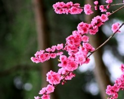 Sakura - 1. foto