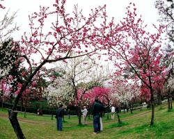 Sakura - 2. foto