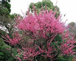 Sakura - 2. foto