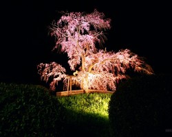 Sakura - 3. foto