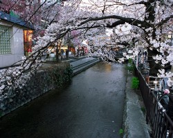 Sakura - 3. foto