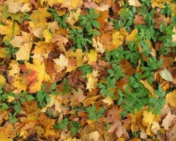 Herbst farbe - 3. foto