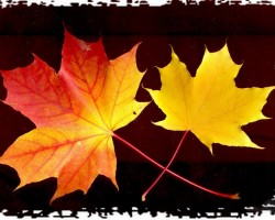 Herbst farbe - 2. foto