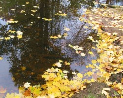 Herbst farbe - 1. foto