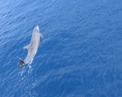 arij delfiiniem patiik lidot