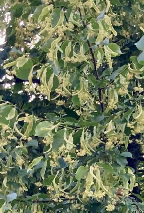 Lilija