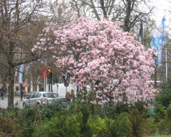 Pavasaris - 1. foto