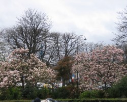 Pavasaris - 2. foto