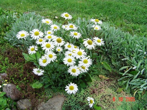 <span class="f15 lh1p5">Dārza parastās margrietiņas...</span>