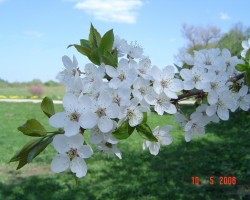 Pavasaris - 1. foto
