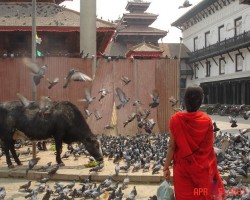 Nepal.Katmandu.Vecais pilslaukums.Un loti sveta govs.