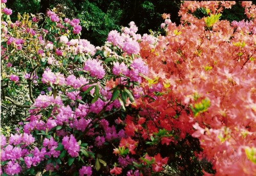<span class="f15 lh1p5">Rododendri</span>