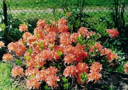 <span class="f15 lh1p5">Rododendri</span>