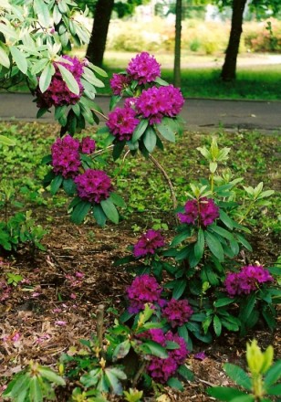 <span class="f15 lh1p5">Rododendri</span>