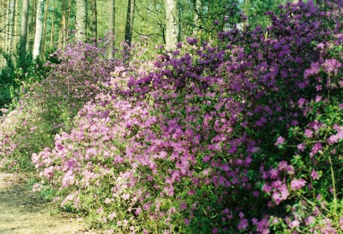 <span class="f15 lh1p5">Rododendri</span>