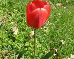 Tulpes - 3. foto