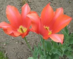 Tulpes - 2. foto