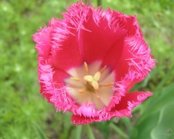 Tulpes - 1. foto