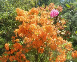 Rododendri - 3. foto