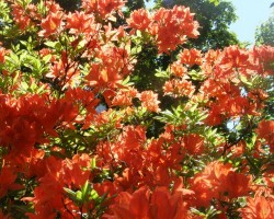 Rododendri - 2. foto