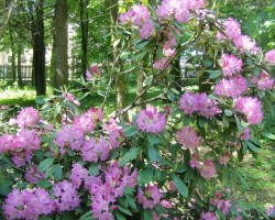 Rododendri - 2. foto