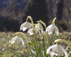 pavasars - 3. foto