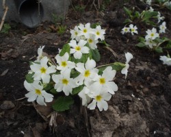 pavasars - 2. foto