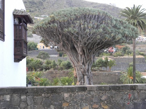 <span class="f15 lh1p5">Tenerife</span>