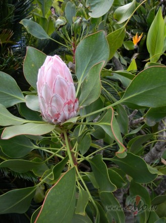 <span class="f15 lh1p5">Tenerife</span>