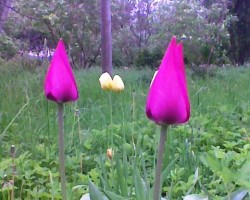 Tulpes visur... - 2. foto