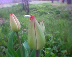 Tulpes visur... - 3. foto