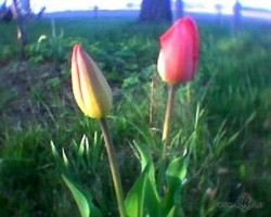 Tulpes visur... - 1. foto