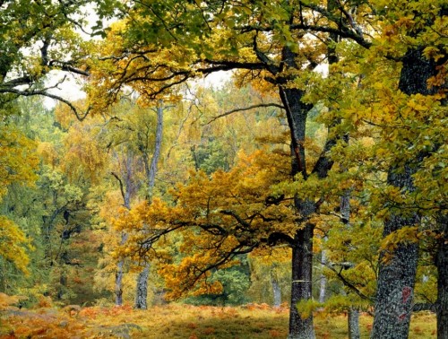 <span class="f15 lh1p5">Rudens krāsas</span>