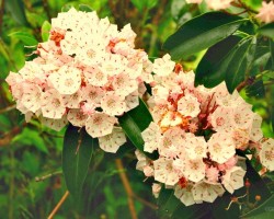 Kalnu flora -  ziedi, augi u. c. - 2. foto