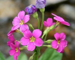 Kalnu flora -  ziedi, augi u. c. - 1. foto