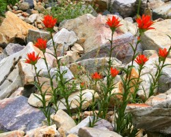 Kalnu flora -  ziedi, augi u. c. - 1. foto