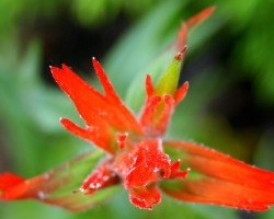 Kalnu flora -  ziedi, augi u. c. - 3. foto